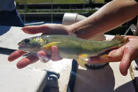 A person holds a fish in their hands.