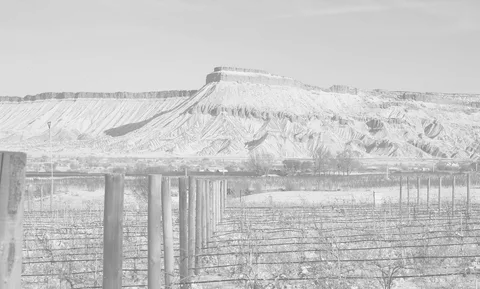 A black and white view of a vineyard in the foreground with a large mountain in the background.