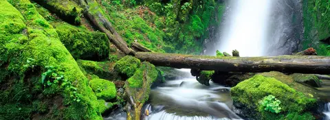 A waterfall flows through a lush, moss-covered forest with fallen logs over a stream.
