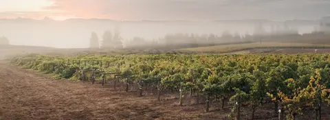 A misty vineyard at sunrise.