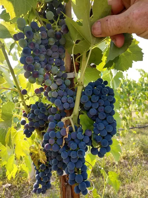 A person's hand holding a grape leaf above heavy clusters of dark purple grapes on a vine.