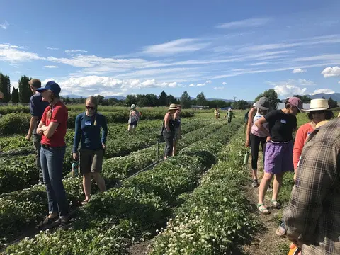 A group of people standing in a field of crops under a blue sky.