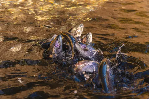 A group of trout fish splashing in the water.