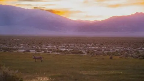 A lone donkey stands in a grassy field with mountains in the background under a sunset sky.