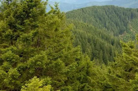 A view of dense green forest covered hills and mountains.