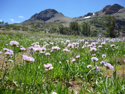 A scenic mountain landscape with a meadow of purple wildflowers in bloom.