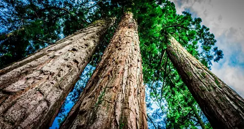 A low-angle view of tall redwood trees reaching up towards the sky.