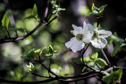 A close-up photograph of white dogwood blossoms on a branch.