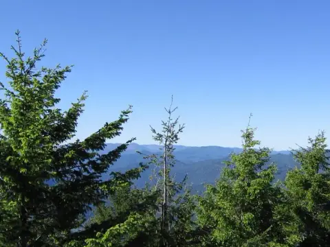A view of forested mountains beneath a clear blue sky through pine trees.