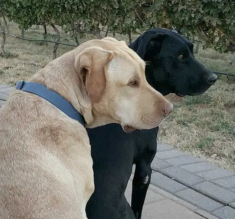 Two dogs, one yellow and one black, sit side by side outdoors.