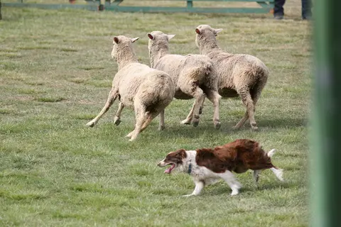 Sheepdog trials, Mendocino County Fair & Apple Show.