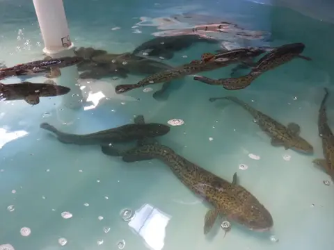 Several burbot swim in an indoor tank.