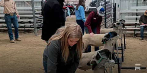 People tending to sheep in an indoor arena.