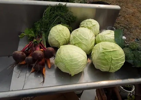 A collection of freshly harvested vegetables rests on a metal table.