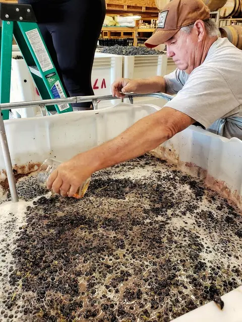A man scoops liquid from a large container filled with crushed grapes.