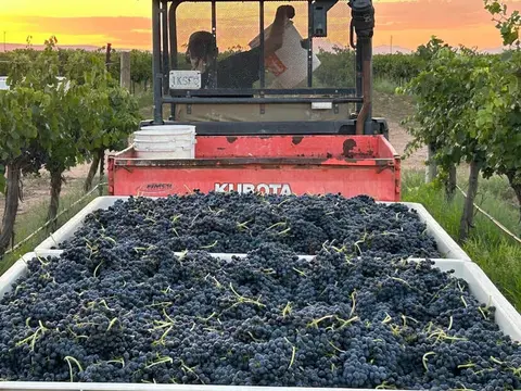 A person working with harvested grapes in bins loaded on a vehicle in a vineyard.