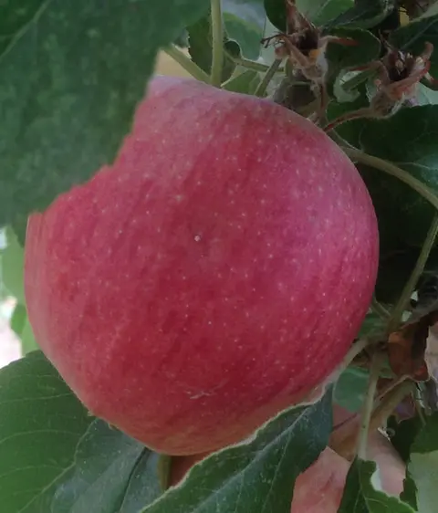 A close-up of a red apple hanging on a tree.