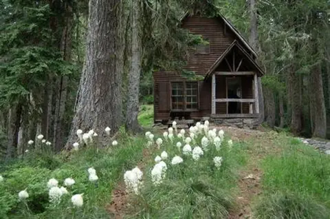 A rustic wooden cabin nestled among tall trees and white wildflowers.