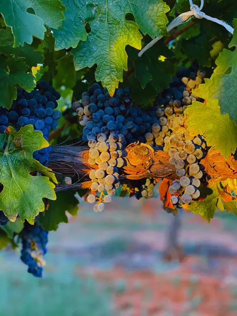 Ripe grapes hanging on a grapevine with green leaves.