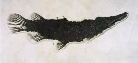 A fossilized fish is embedded in rock.