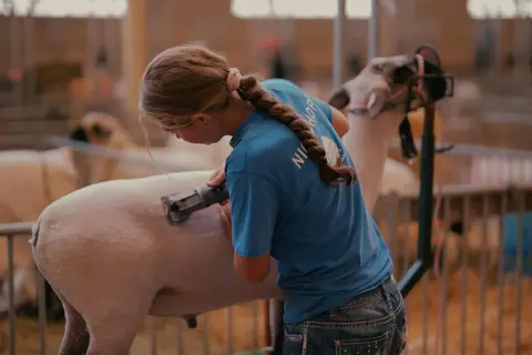 A young woman shears an animal indoors.