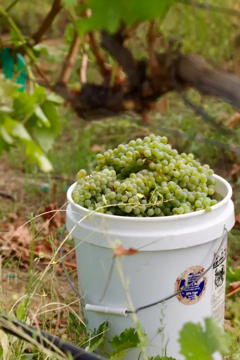 A bucket of freshly harvested green grapes sits in a vineyard.