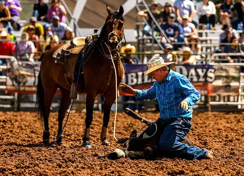 A cowboy wrestles a calf in a rodeo arena near his horse while spectators watch from the stands.