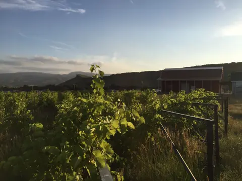A vineyard with green vines, a red barn, and hills under a blue sky.