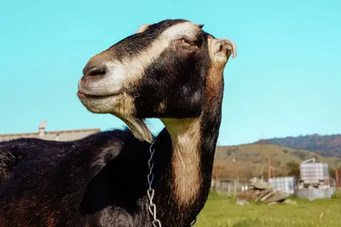 A close-up of a black and brown goat against a blue sky.