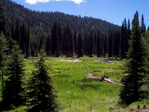 A green meadow surrounded by dense evergreen forest and mountains.