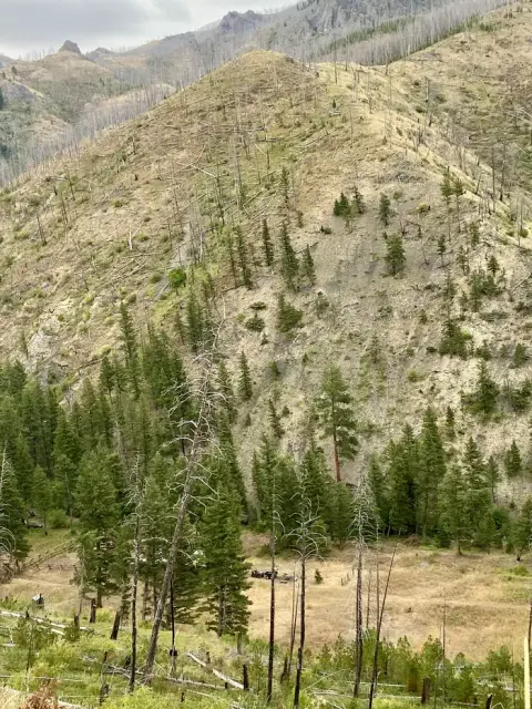 A view of a mountain hillside with dead and fallen trees after a fire.