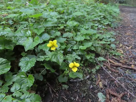 Small yellow flowers growing among green foliage near a dirt path.