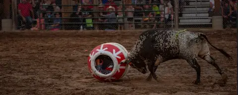 A bull charges at a barrel in a rodeo arena with spectators watching in the background.