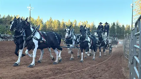A team of black and white horses pulls a carriage at an outdoor event.