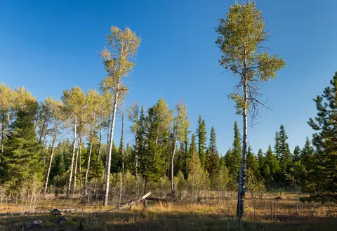 Aspens along the Blue Mountain Scenic Byway.
