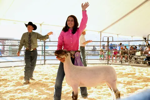 Livestock show, Teton County Fair.