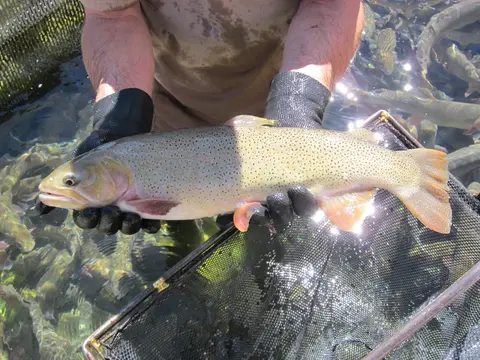 A person holding a large trout over a water enclosure.