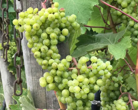 Clusters of green grapes hang on a vine next to a wooden post and chain.