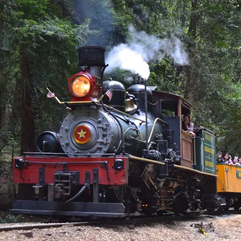 A steam train travels through a forest.