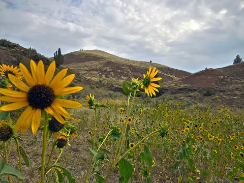 Yellow wildflowers bloom in a field before rolling hills under a cloudy sky.