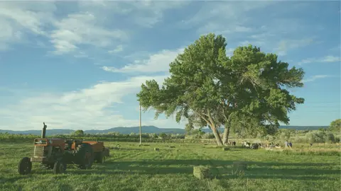 A tractor sits in a field near a large tree with people gathered under it.