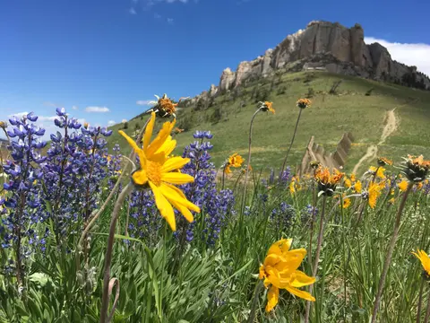 A scenic landscape featuring yellow and purple wildflowers in the foreground and a mountain in the background.