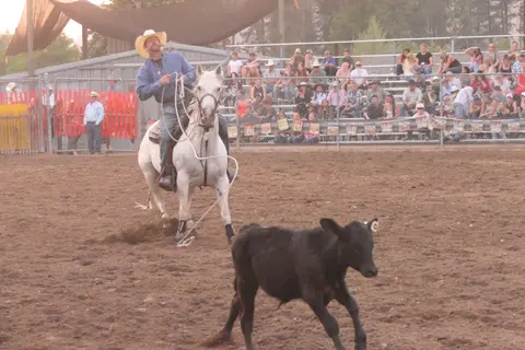 A cowboy on a white horse lassos a calf in a rodeo arena.