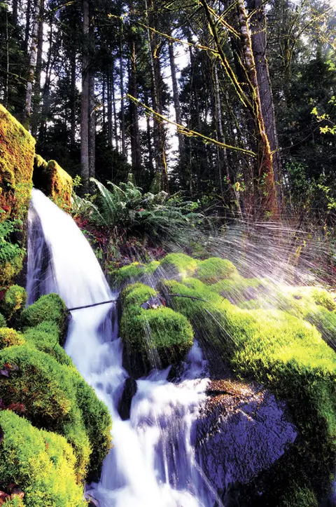 A waterfall flows through a lush, mossy forest.