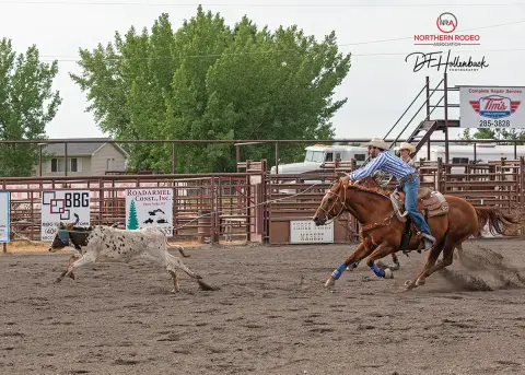 A cowboy on horseback ropes a calf in an outdoor arena.