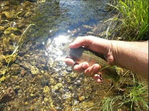 A person holds a fish above a clear stream.