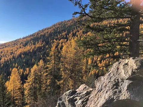 A forested mountain slope with autumn-colored trees under a clear blue sky.