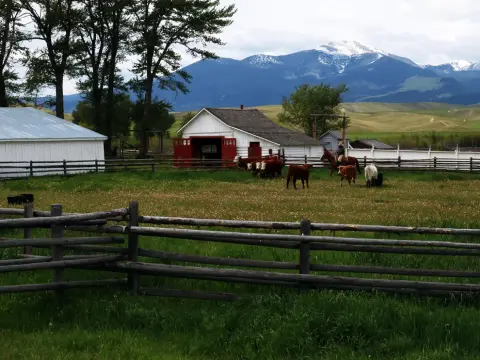 Cows and a rider in a fenced pasture with barns and snow-capped mountains in the background.