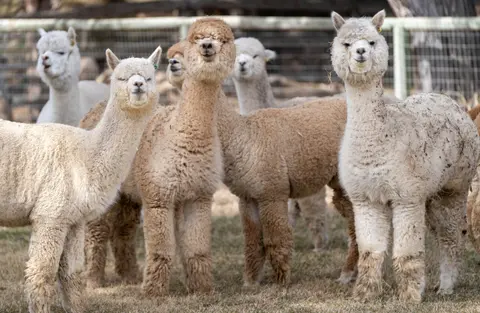 Several alpacas standing in an enclosure.