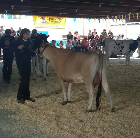 A young handler shows a dairy cow in an arena with wood shavings.